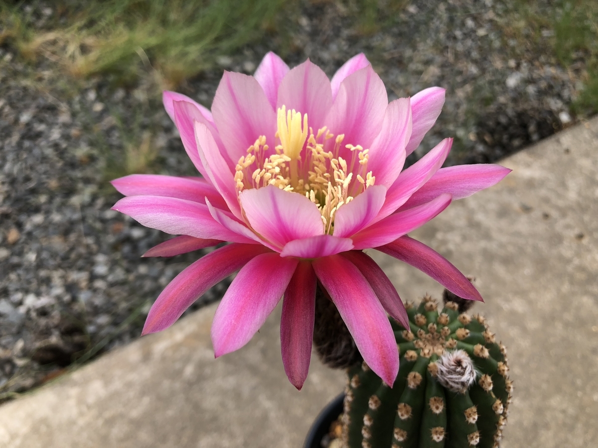 花サボテン開花美株ピンク
