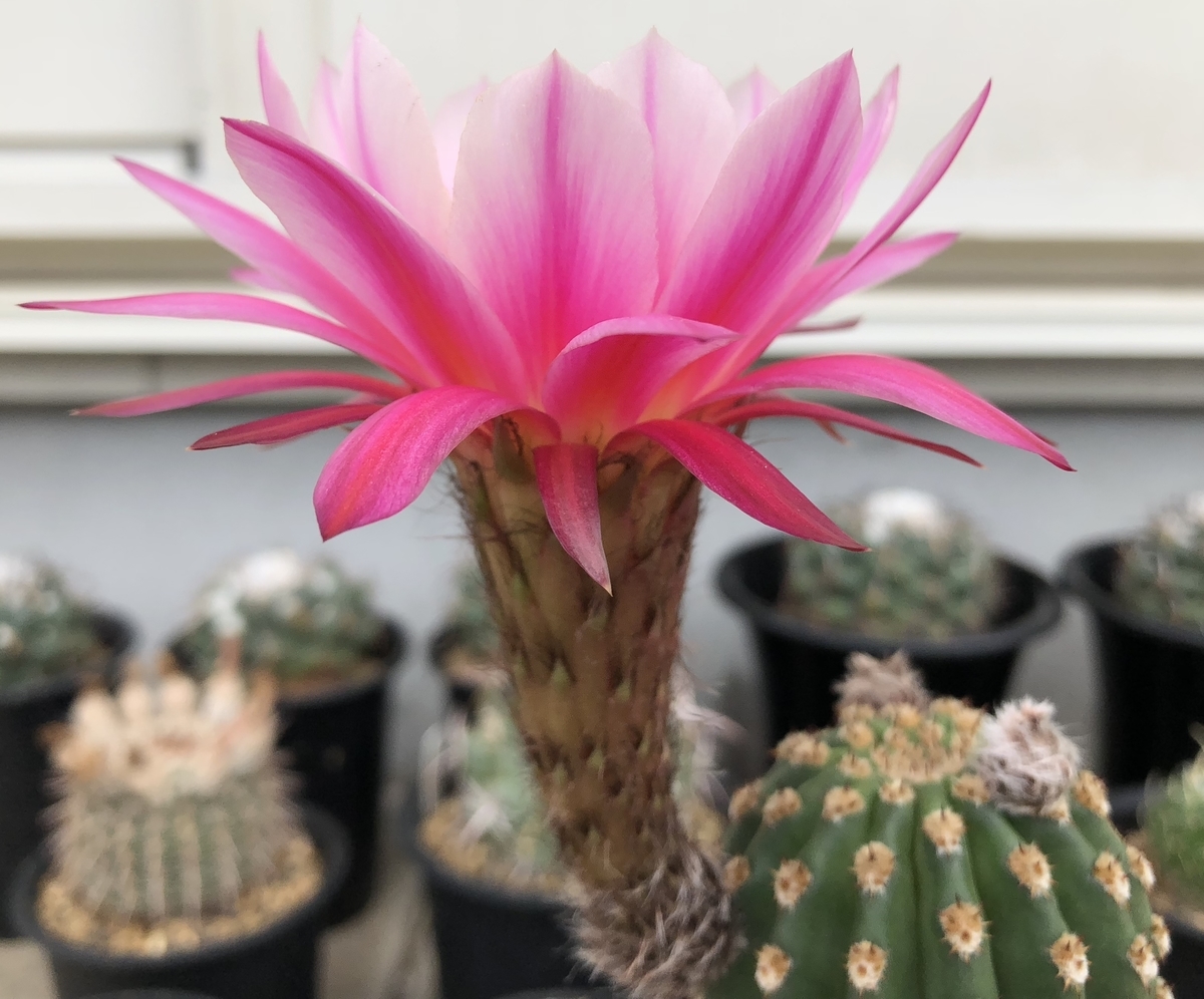 花サボテン開花美株ピンク