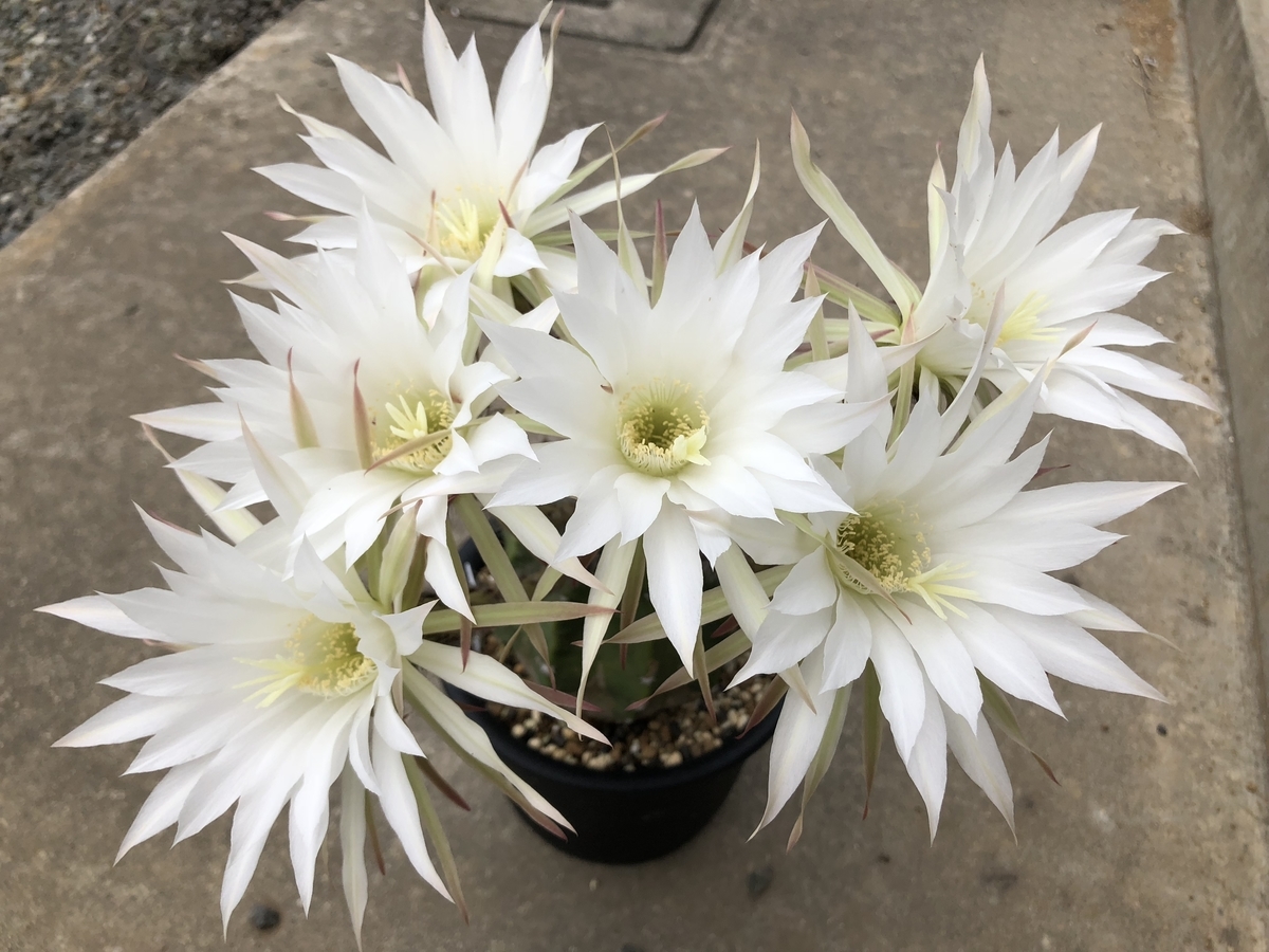 大豪丸 群開です！ - cactuspower サボテン日記