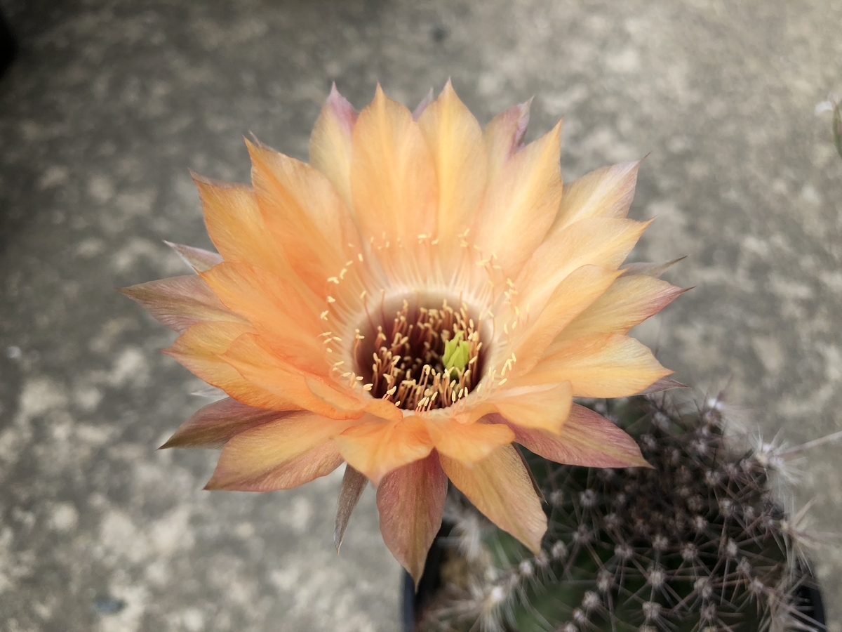 f:id:cactuspower:20190619224446j:plain