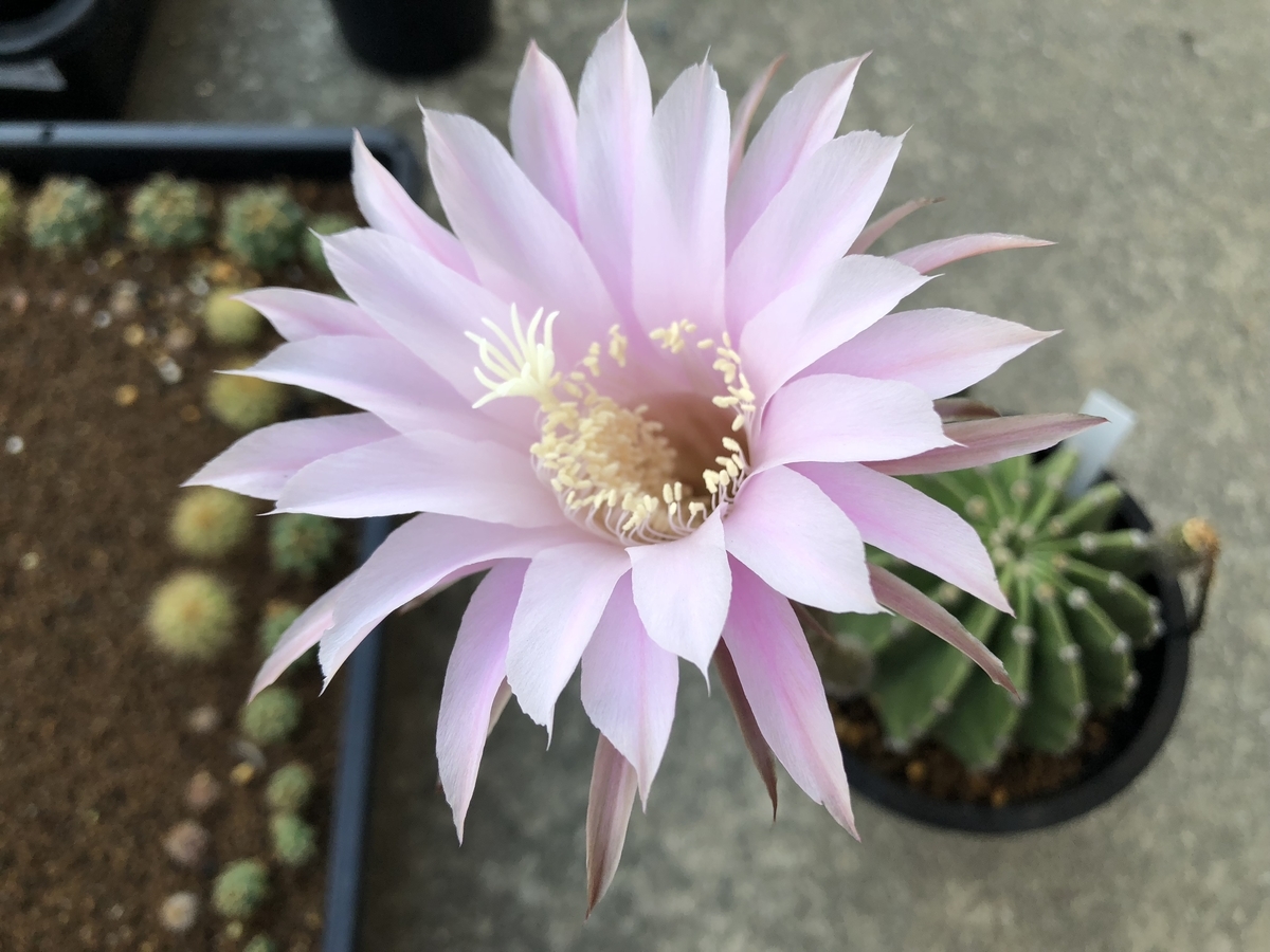 f:id:cactuspower:20190619224543j:plain