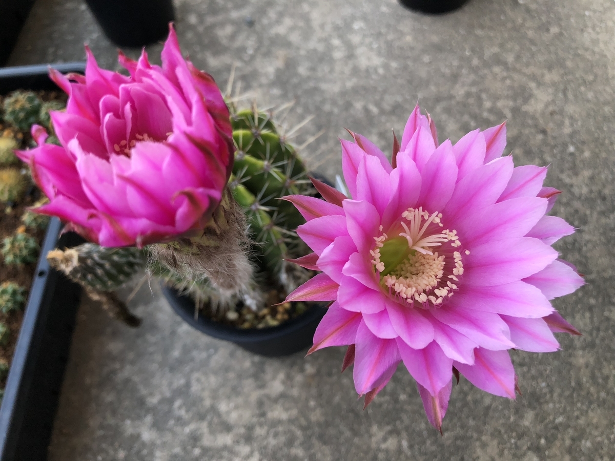 f:id:cactuspower:20190619224855j:plain