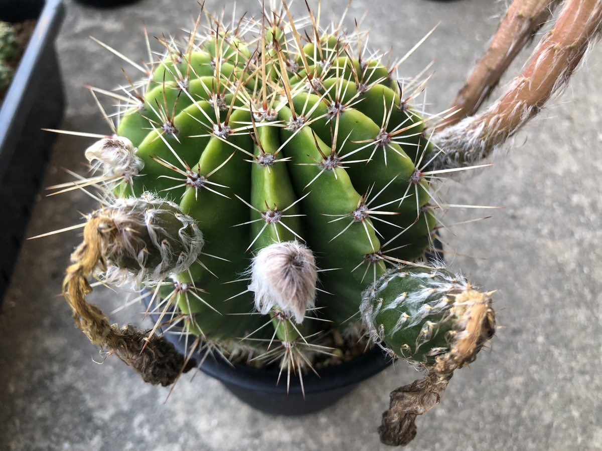 f:id:cactuspower:20190619224957j:plain