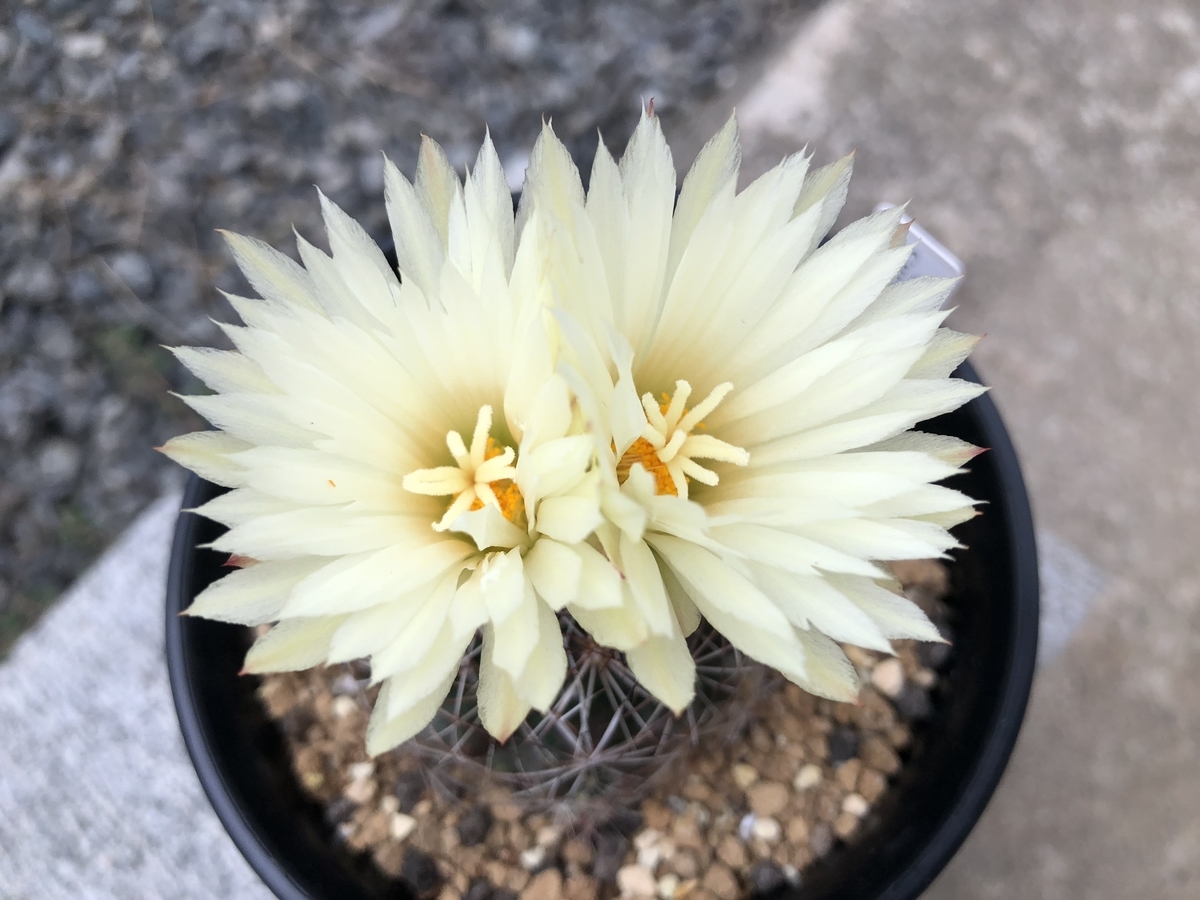 f:id:cactuspower:20190718221749j:plain