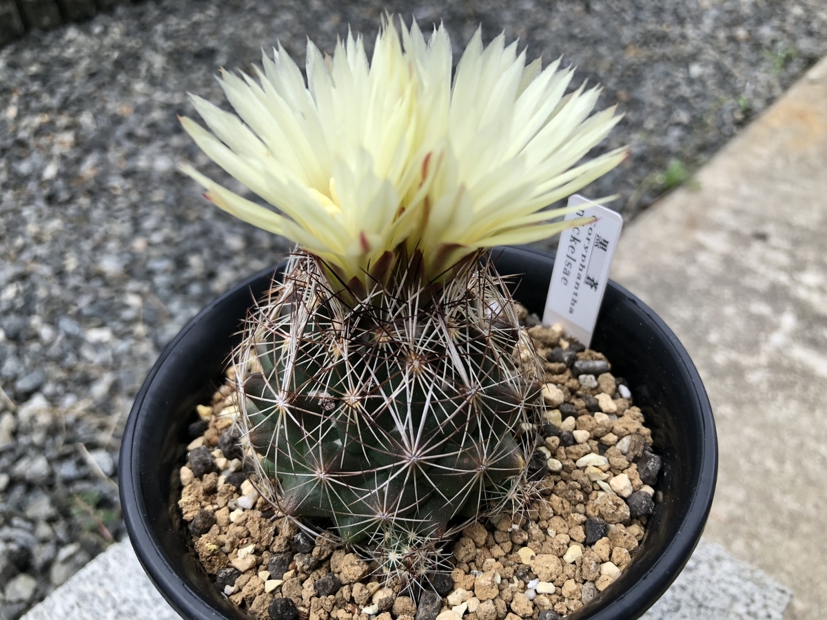 f:id:cactuspower:20190718223018j:plain