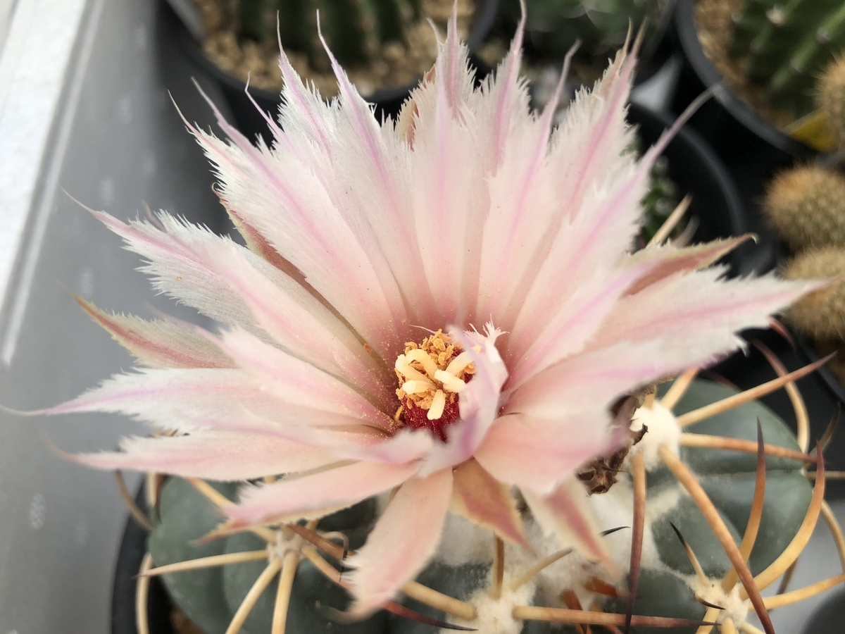 f:id:cactuspower:20190820071533j:plain