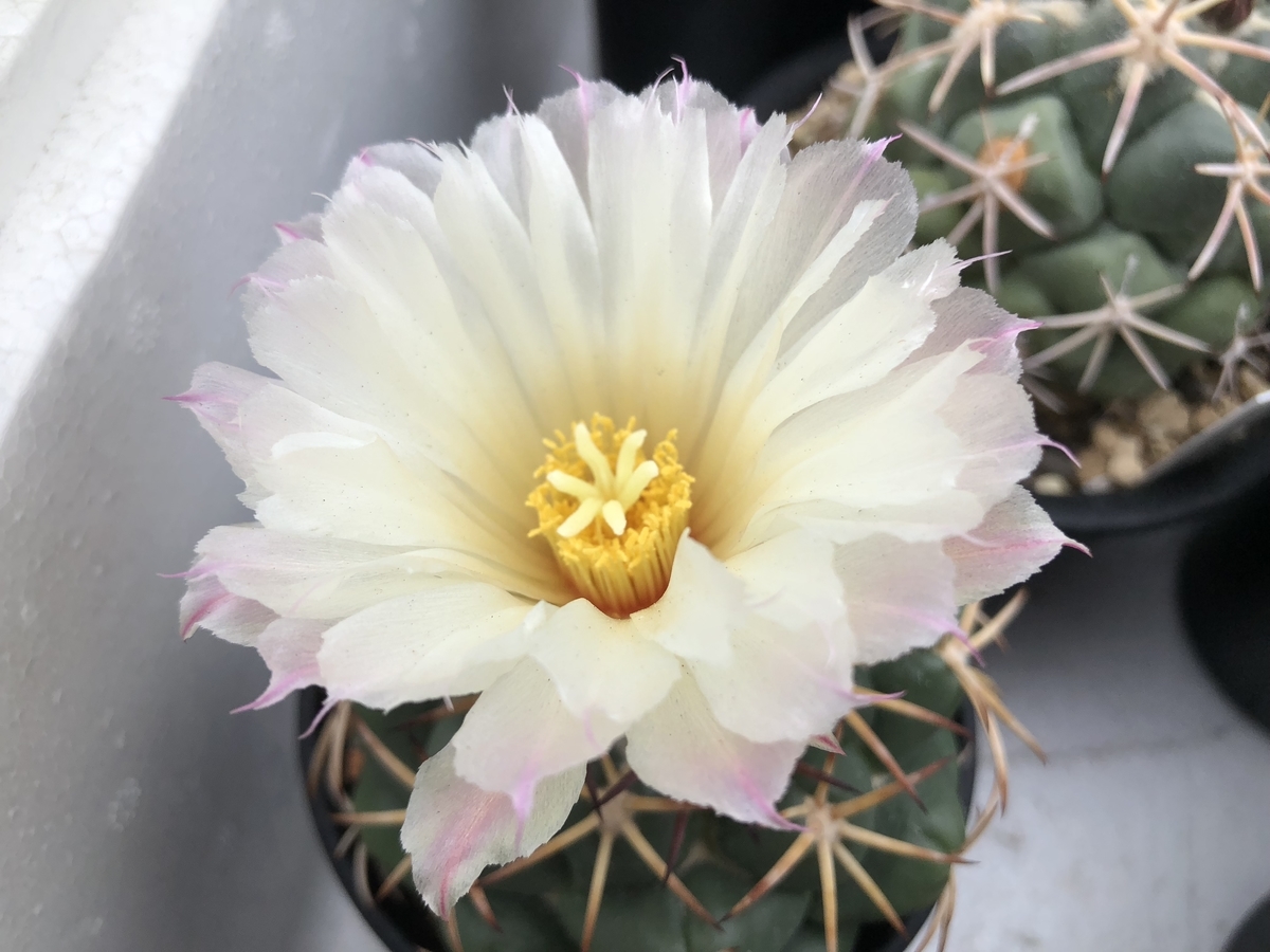 f:id:cactuspower:20190820071645j:plain
