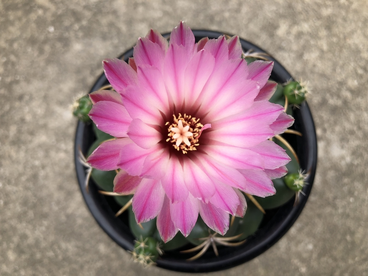 f:id:cactuspower:20190826133050j:plain