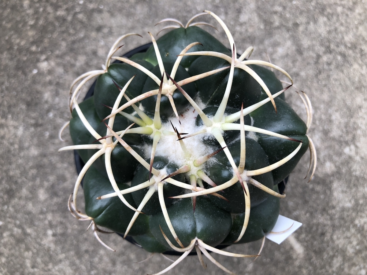 f:id:cactuspower:20190826133600j:plain