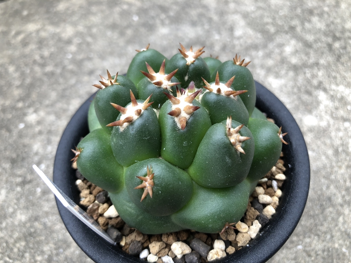 f:id:cactuspower:20190826133744j:plain