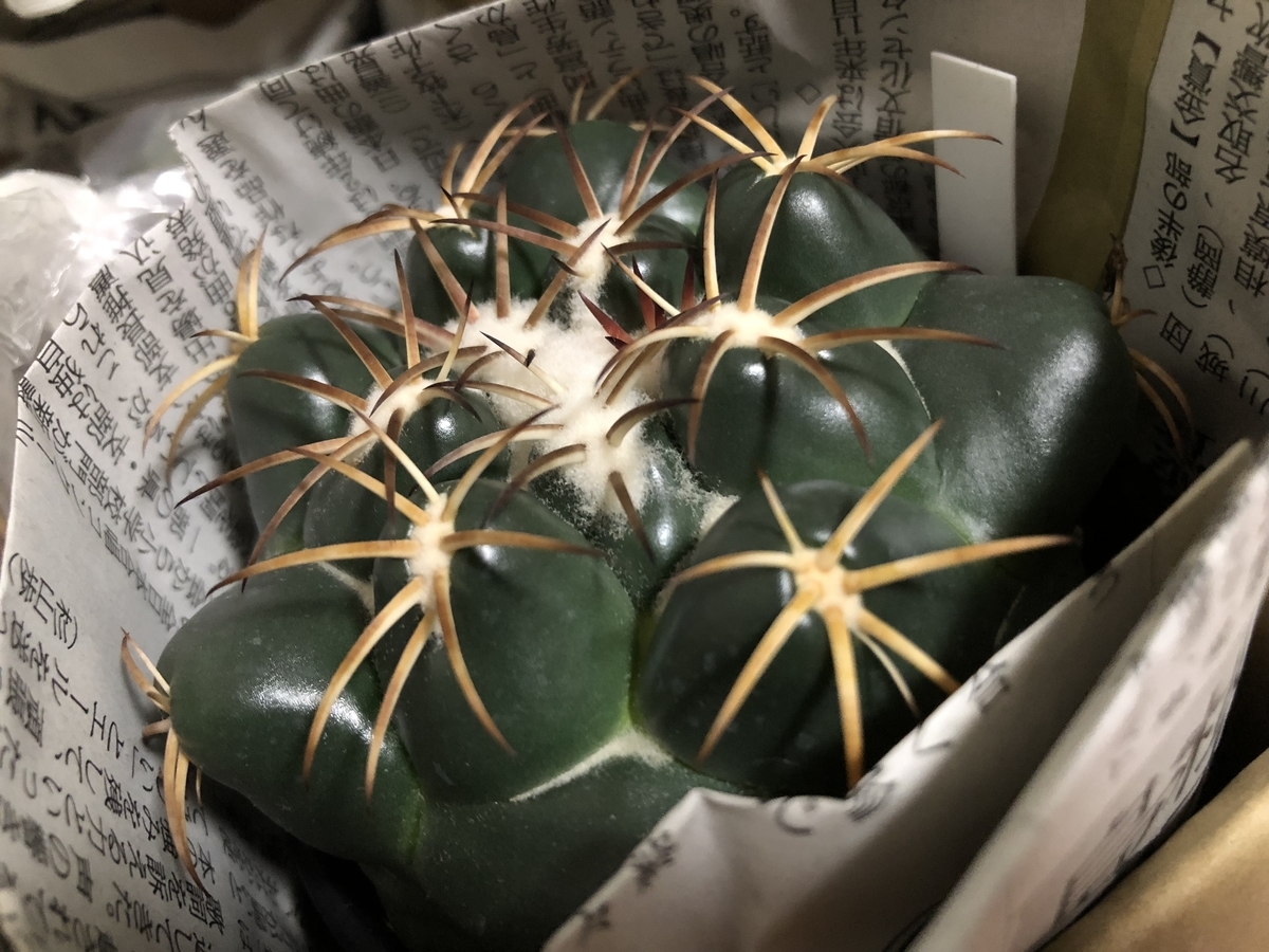 f:id:cactuspower:20190827205300j:plain