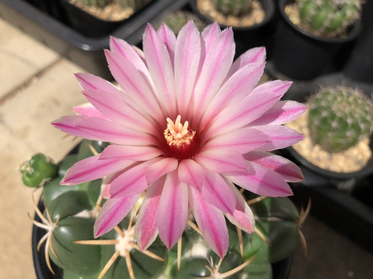 コリファンタ 「短刺象牙丸」と「象牙丸」 - cactuspower サボテン日記