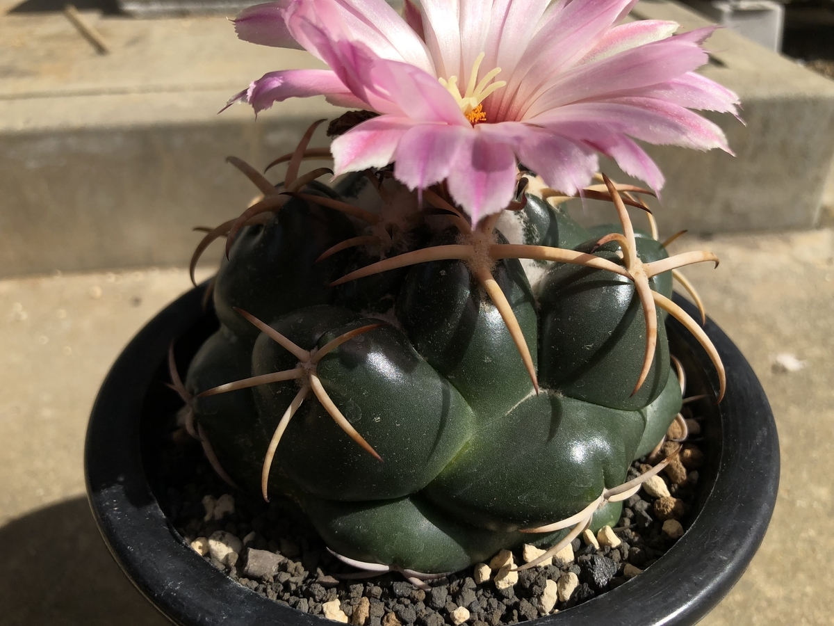 コリファンタ 短刺象牙丸 サボテン：コリファンタ 短刺象牙丸*幅11cm 現品！一品限り : 遊恵盆栽