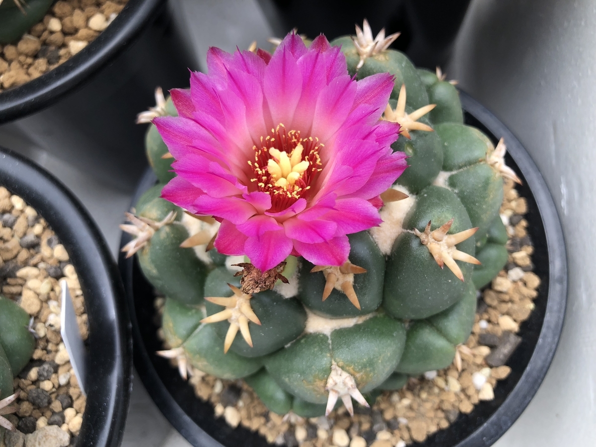 f:id:cactuspower:20190923220414j:plain