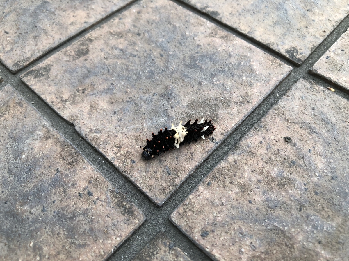 f:id:cactuspower:20190925133609j:plain