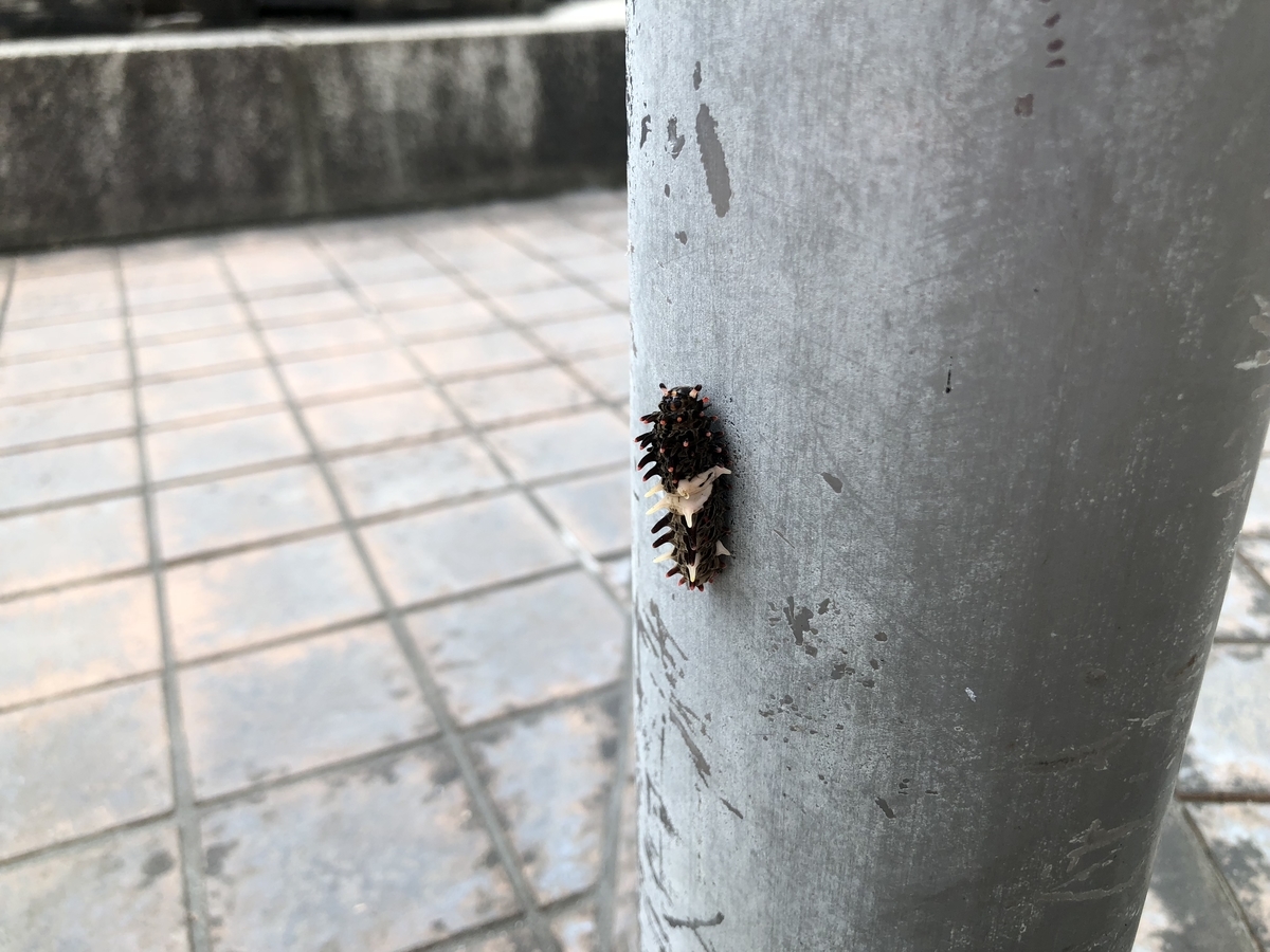 f:id:cactuspower:20190926125336j:plain