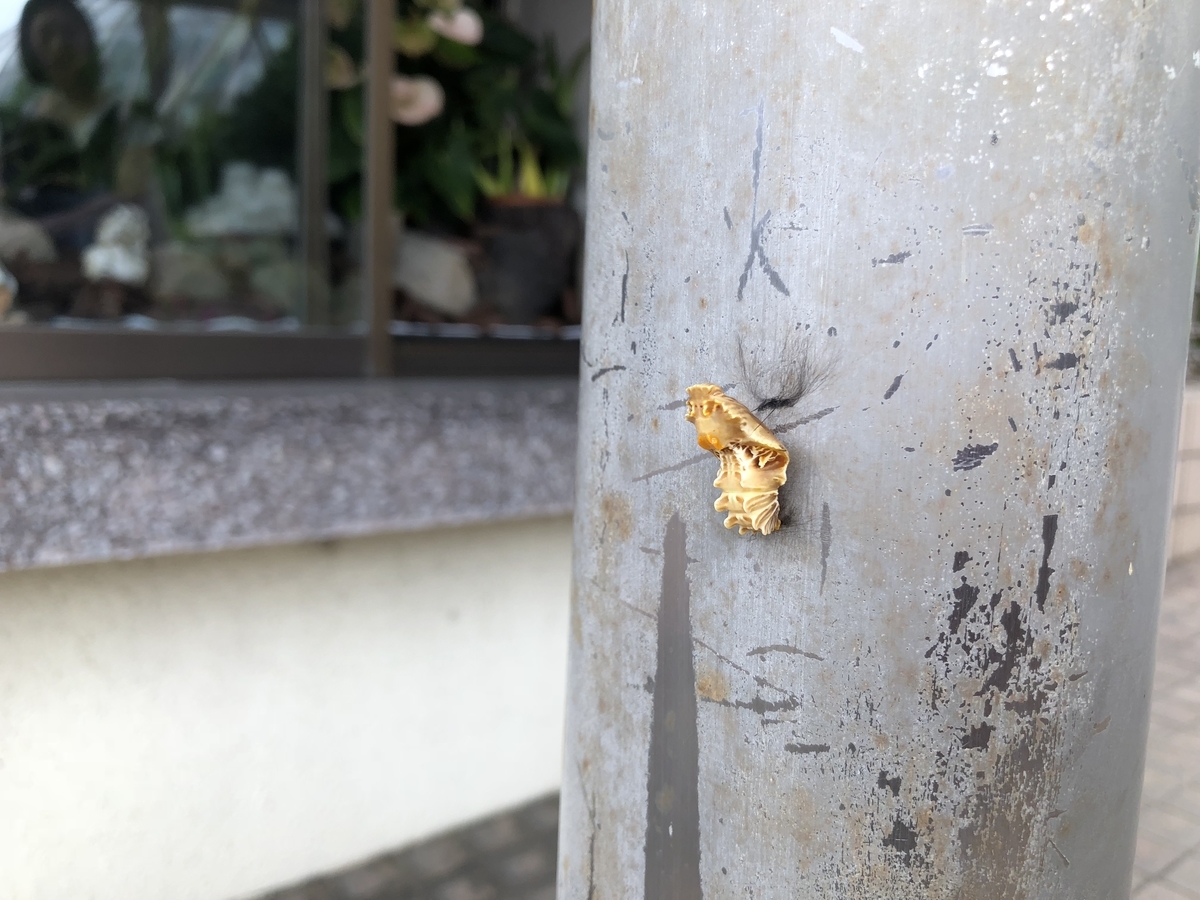 f:id:cactuspower:20190926125354j:plain