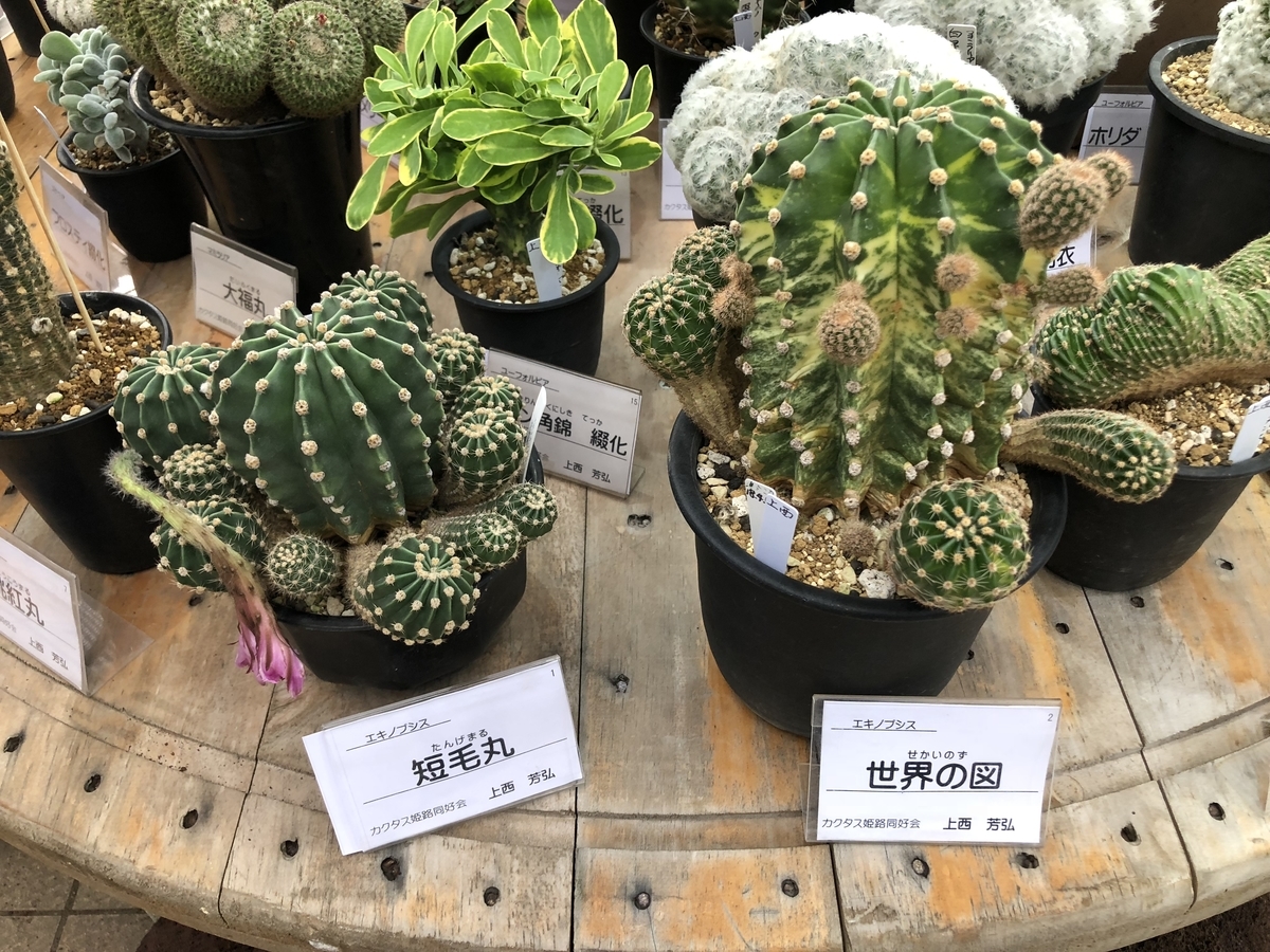 f:id:cactuspower:20190926125513j:plain