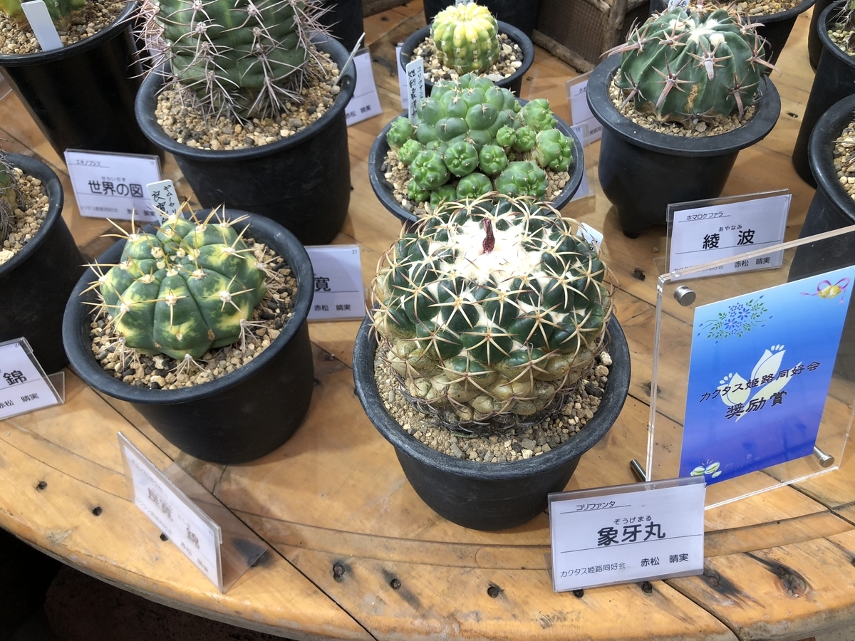 f:id:cactuspower:20190926125618j:plain