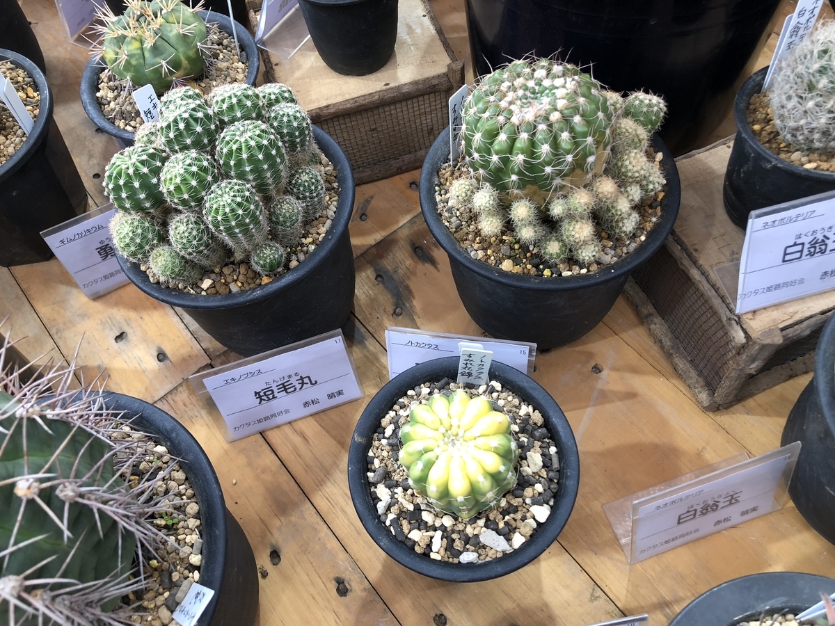 f:id:cactuspower:20190926125642j:plain