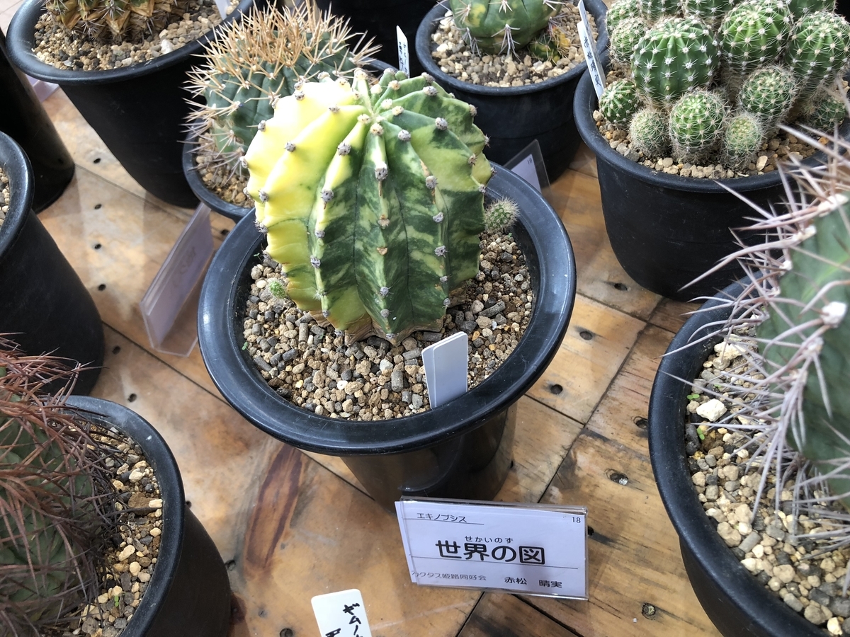 f:id:cactuspower:20190926125708j:plain