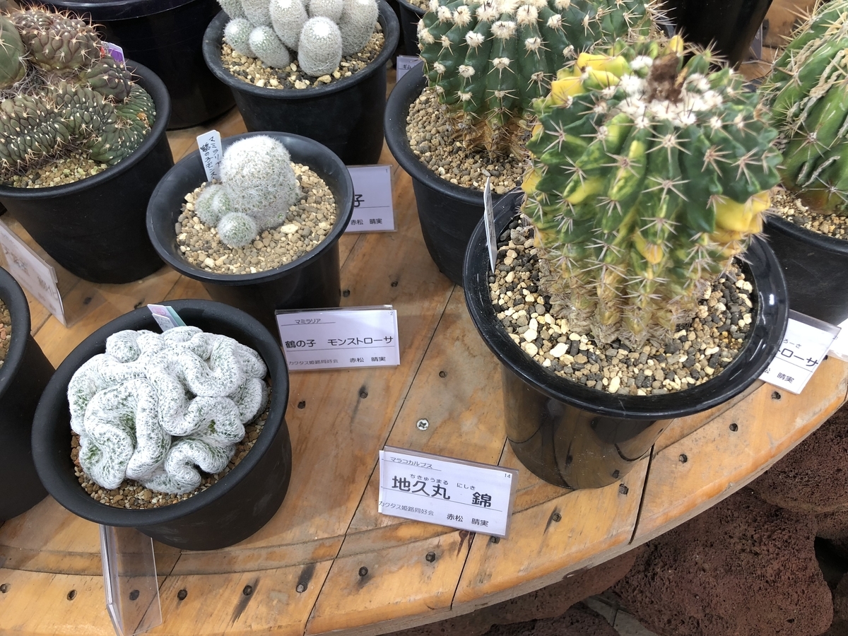 f:id:cactuspower:20190926125733j:plain