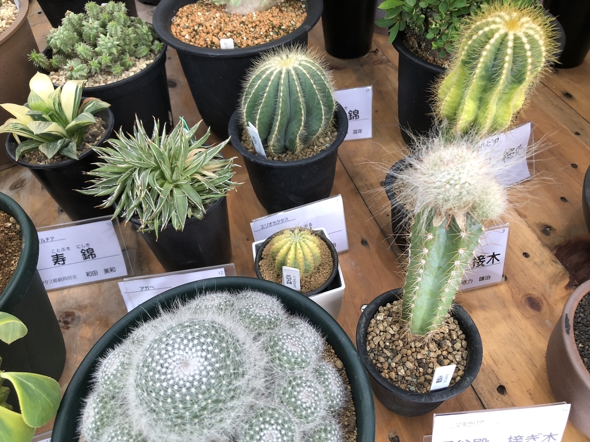 f:id:cactuspower:20190926125800j:plain