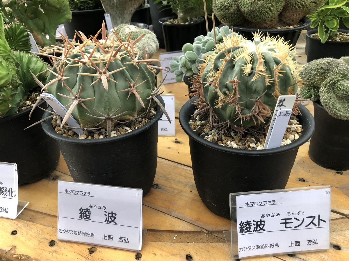 f:id:cactuspower:20190926125822j:plain