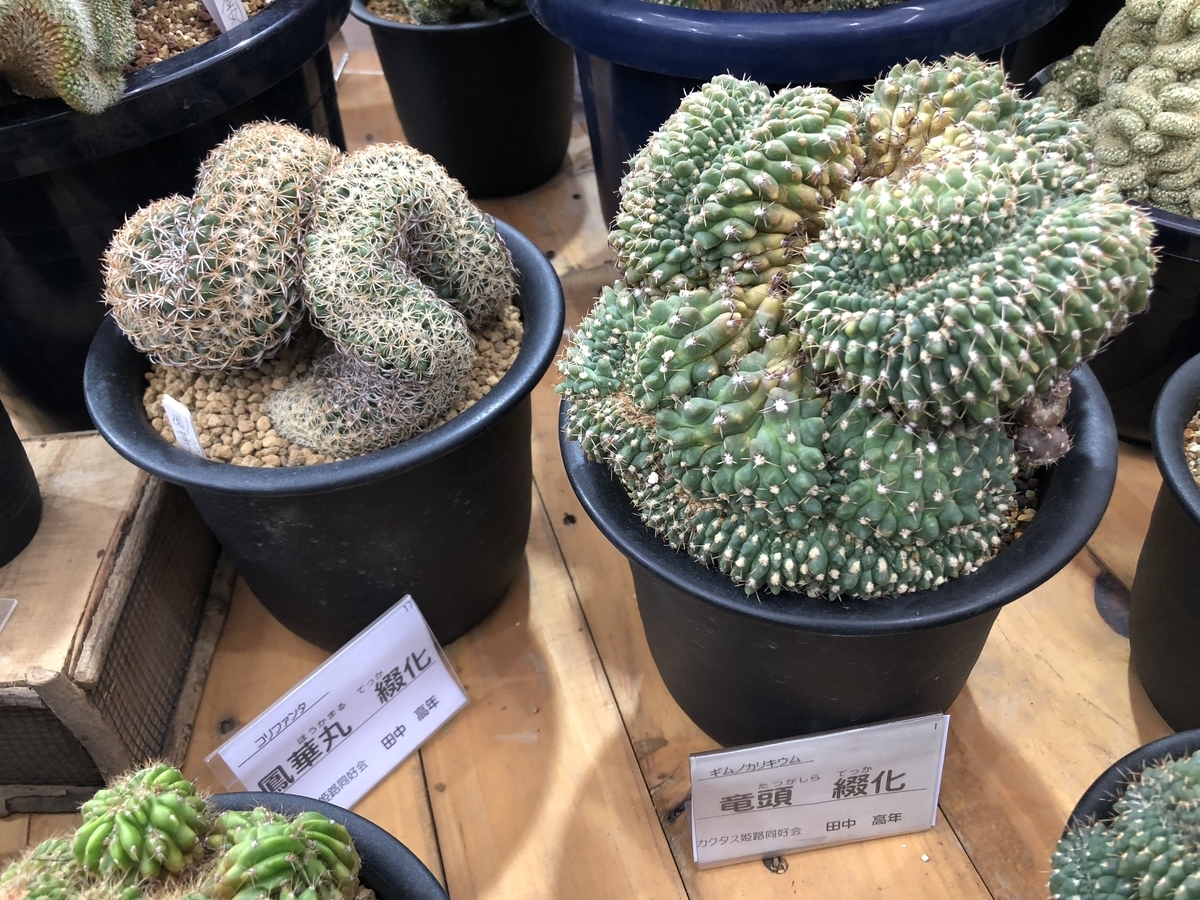 f:id:cactuspower:20190926130048j:plain