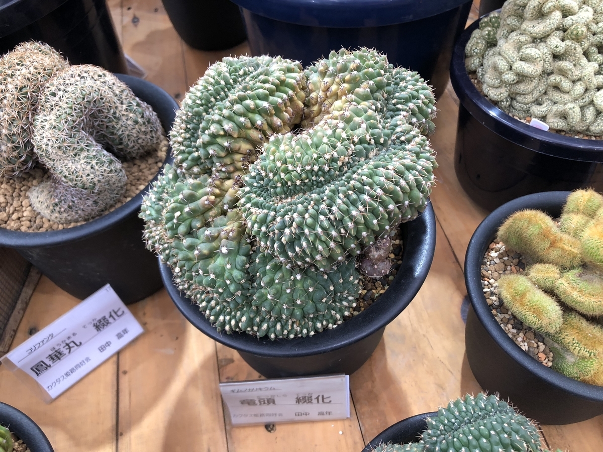 f:id:cactuspower:20190926130132j:plain