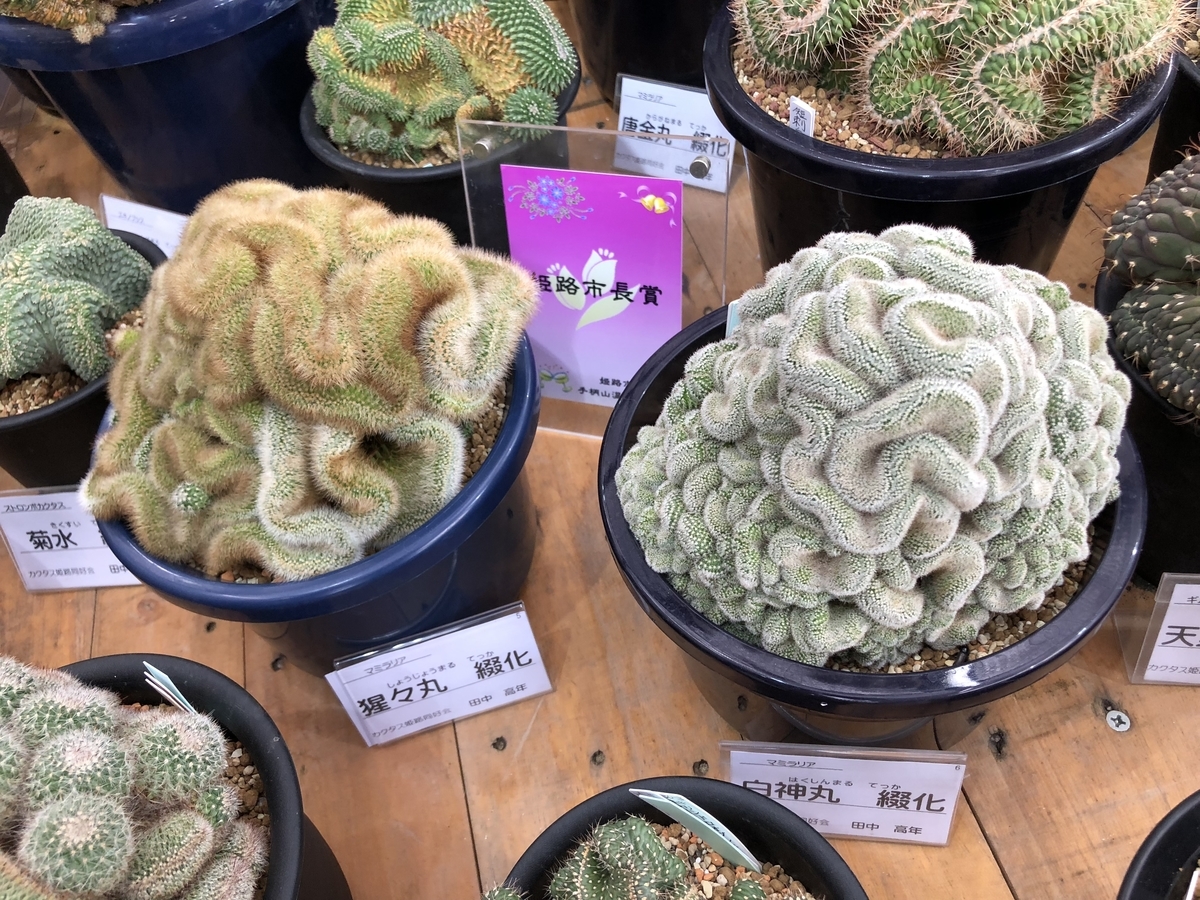f:id:cactuspower:20190926130156j:plain