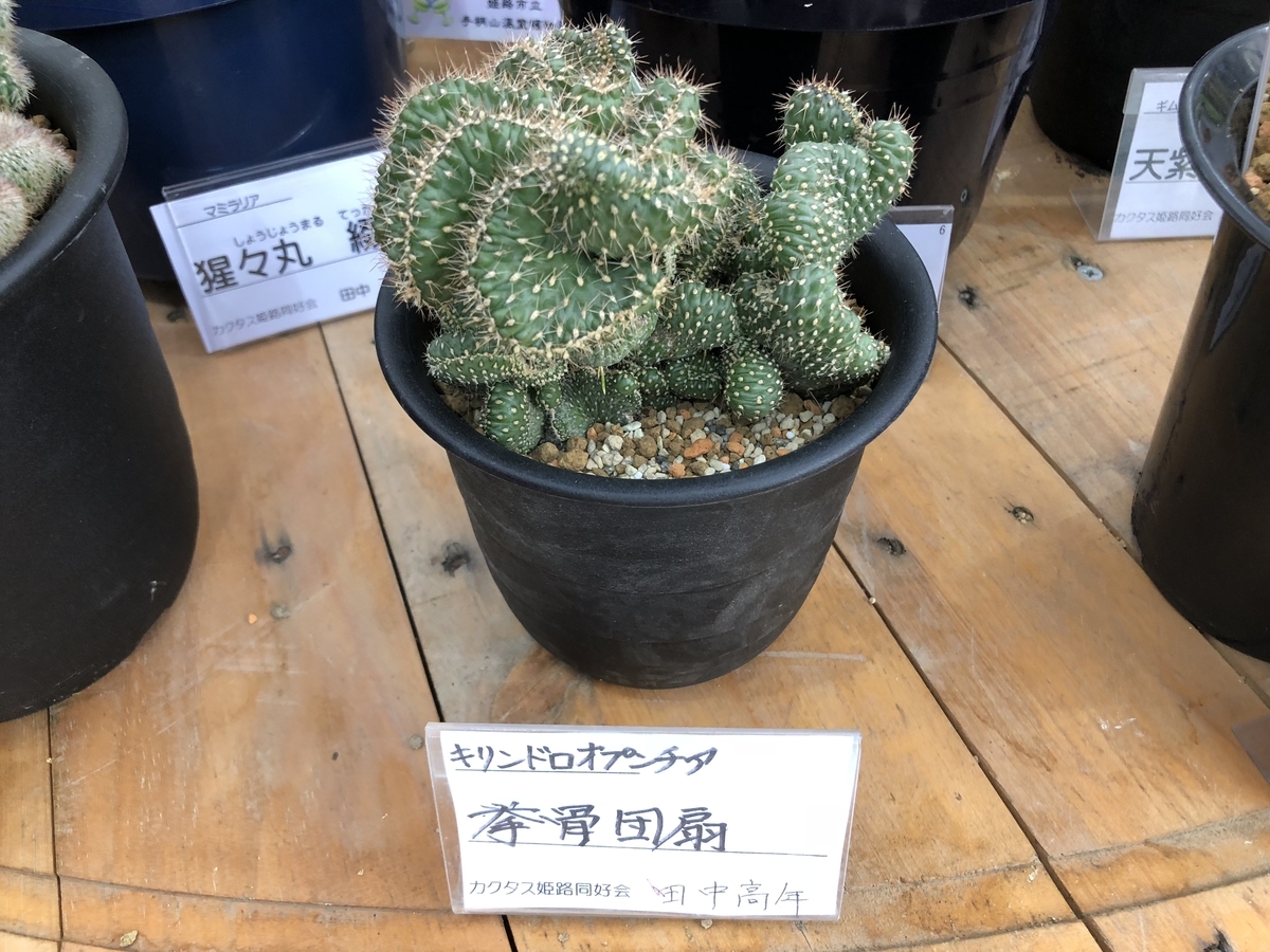 f:id:cactuspower:20190926130223j:plain