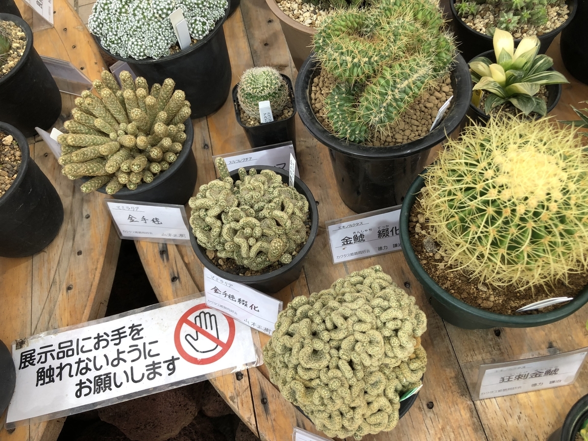 f:id:cactuspower:20190926130421j:plain