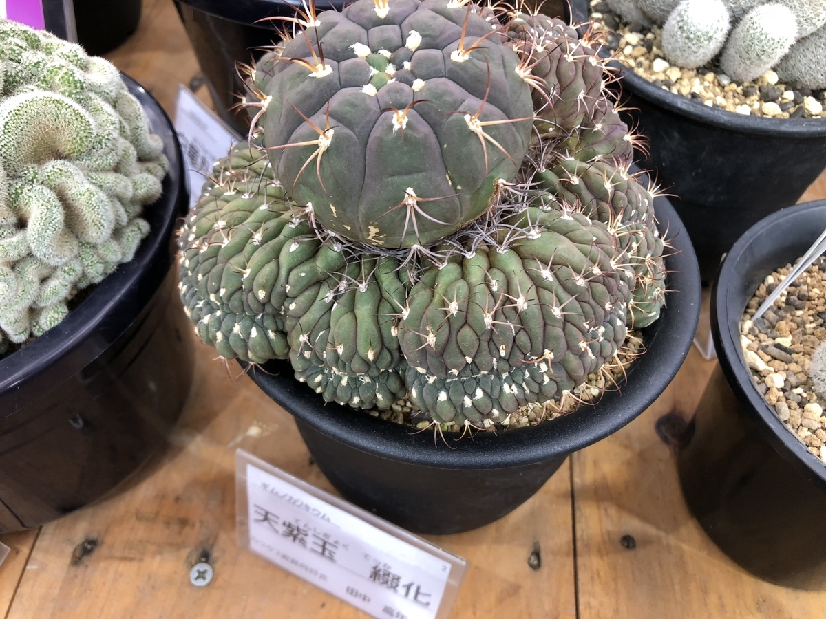 f:id:cactuspower:20190926130440j:plain