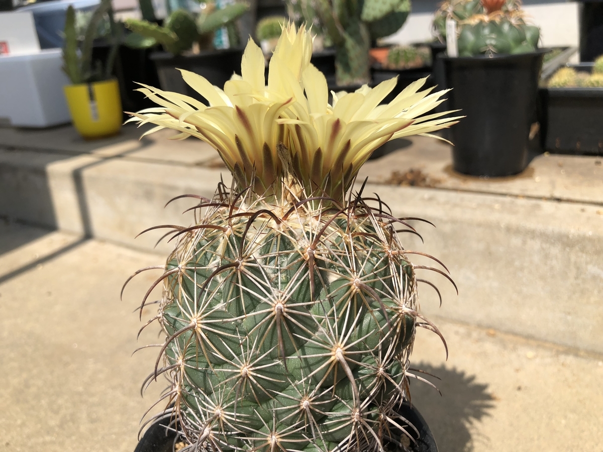 f:id:cactuspower:20191001182904j:plain