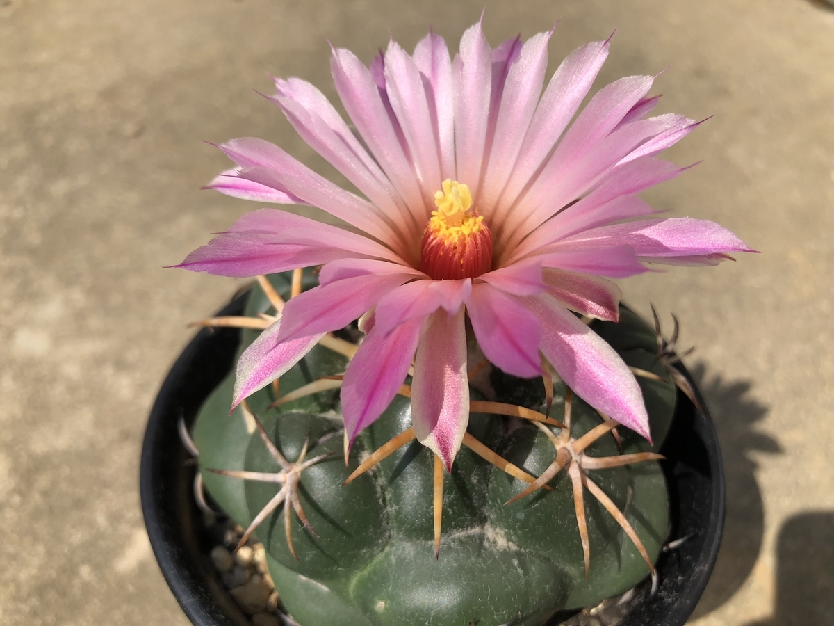 f:id:cactuspower:20191003194825j:plain