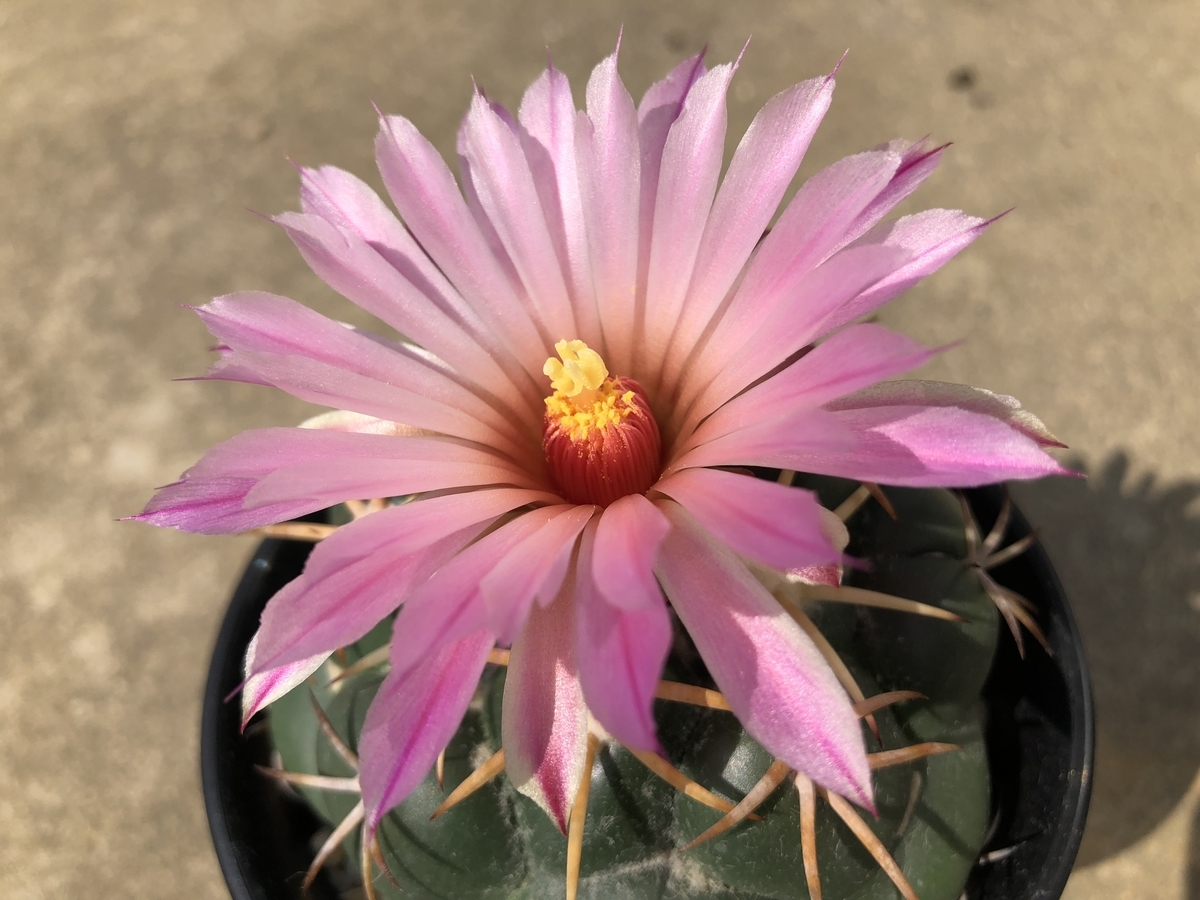 f:id:cactuspower:20191003195008j:plain