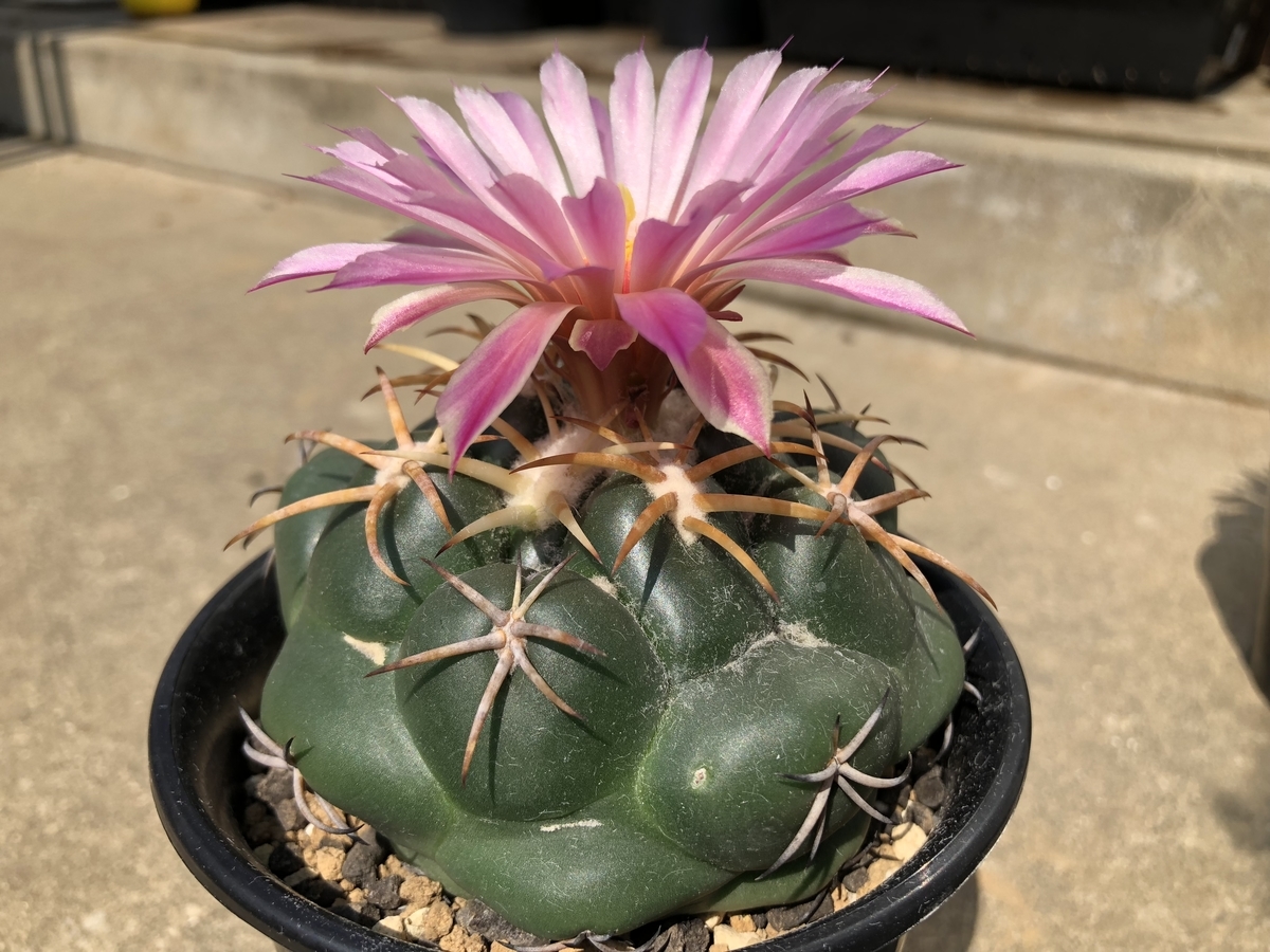 f:id:cactuspower:20191003195026j:plain