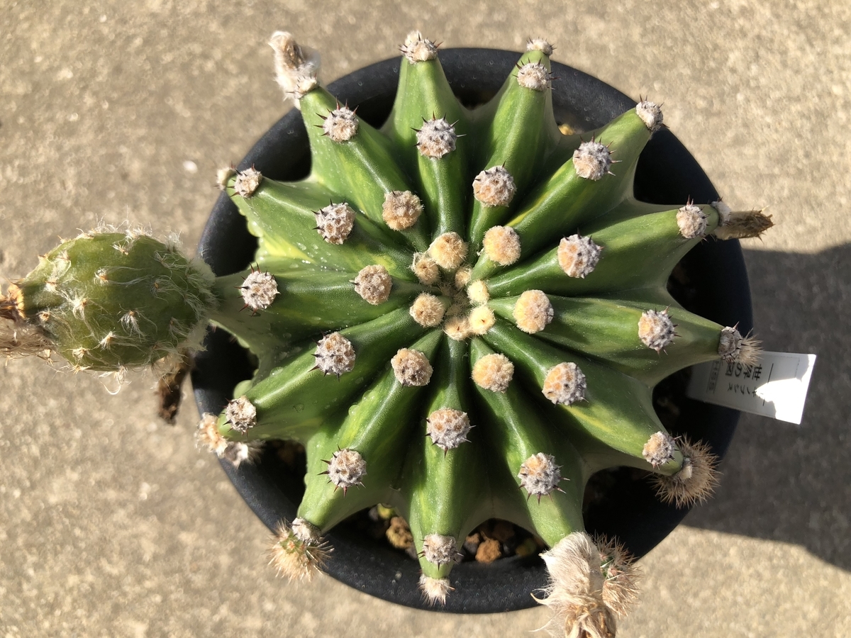 f:id:cactuspower:20191004123103j:plain f:id:cactuspower:20191004123103j:plain