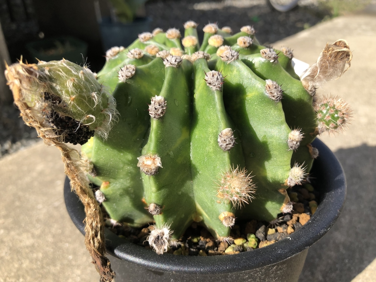 f:id:cactuspower:20191004123119j:plain f:id:cactuspower:20191004123119j:plain