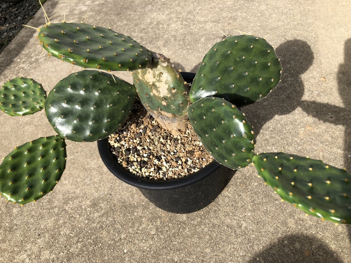 f:id:cactuspower:20191006214440j:plain