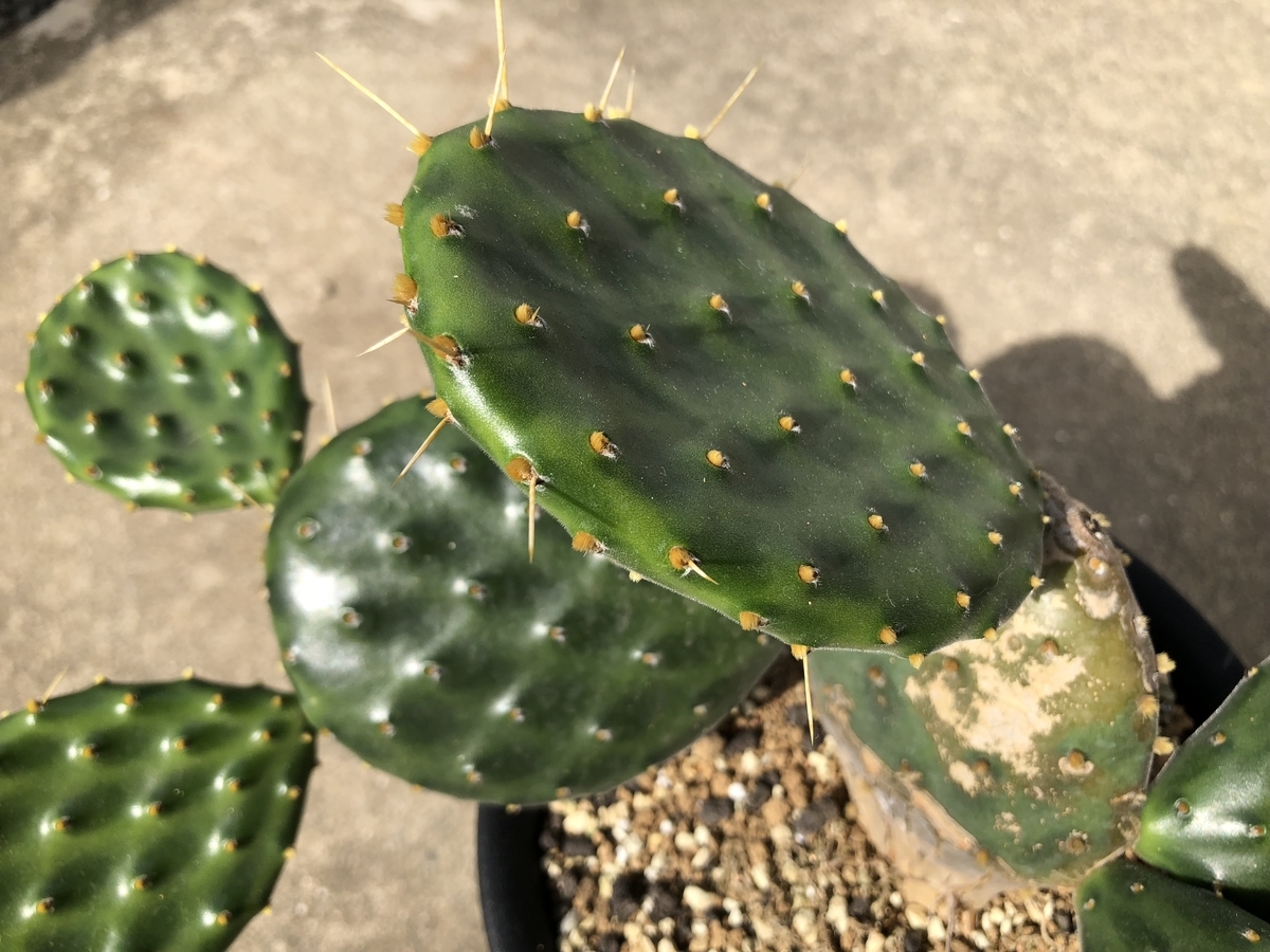 f:id:cactuspower:20191006214747j:plain