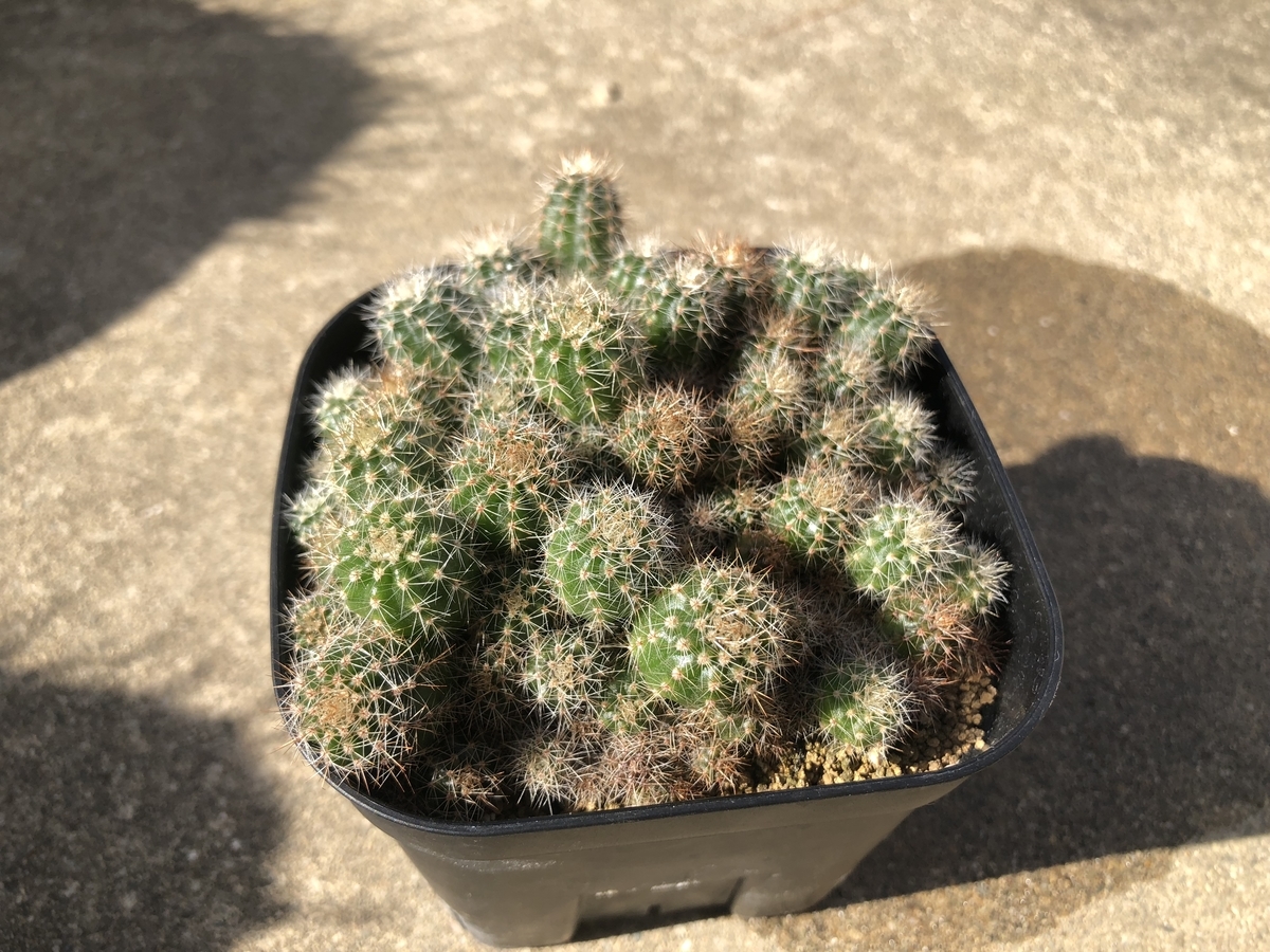 f:id:cactuspower:20191009132206j:plain