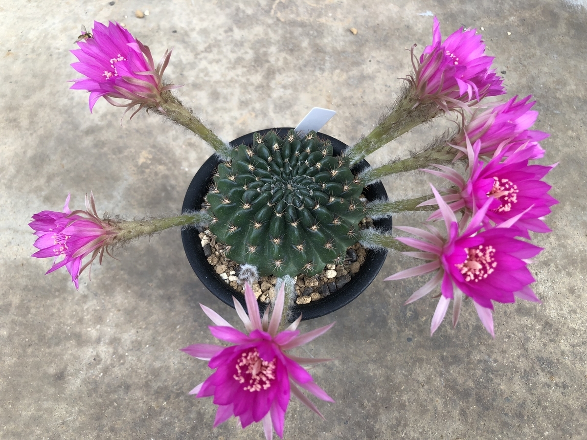 f:id:cactuspower:20191013132023j:plain