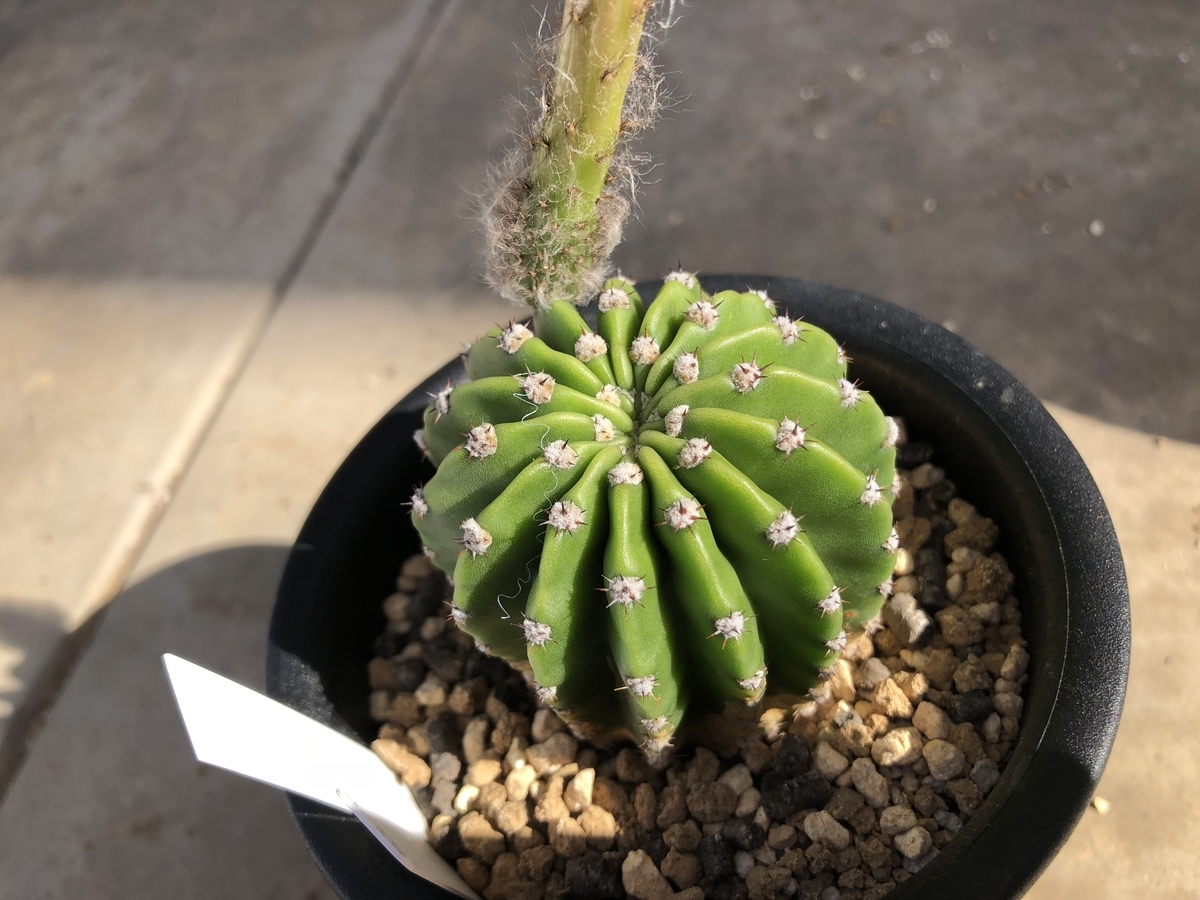 f:id:cactuspower:20191021235911j:plain