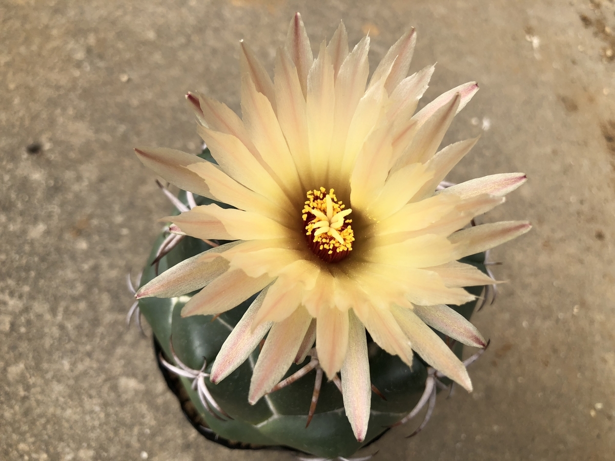 f:id:cactuspower:20191023232001j:plain