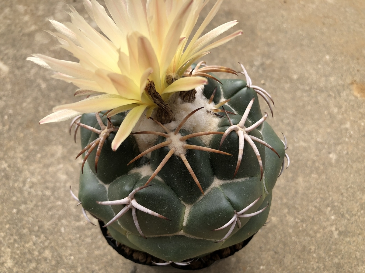 f:id:cactuspower:20191023232141j:plain