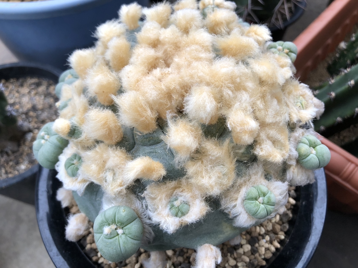 f:id:cactuspower:20191026002837j:plain f:id:cactuspower:20191026002837j:plain