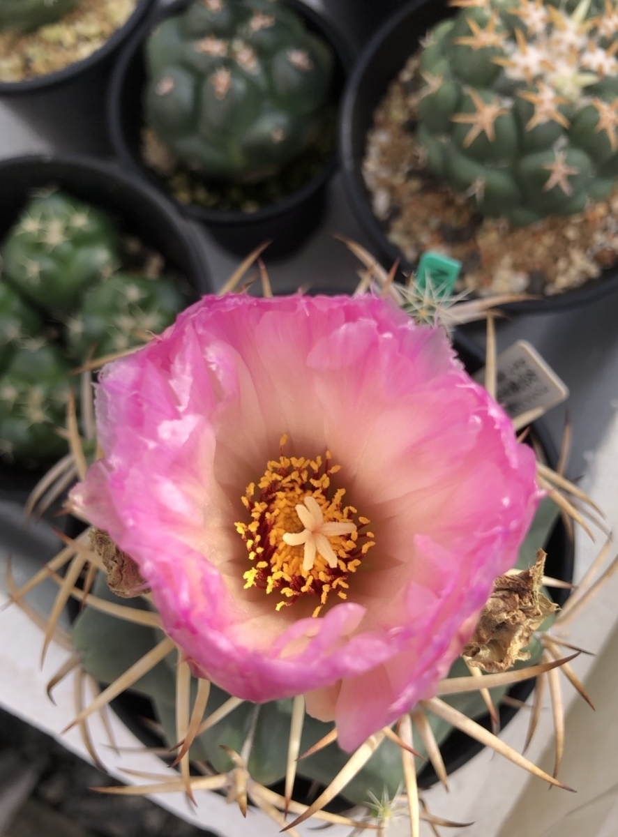 f:id:cactuspower:20191026210448j:plain