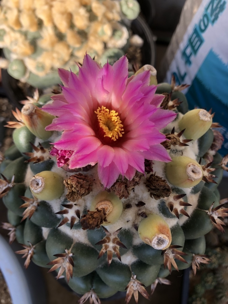 f:id:cactuspower:20191026234609j:plain